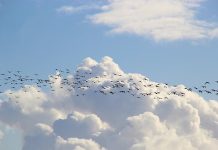 Incrementare l’assistenza domiciliare: questa la proposta di Cittadinanzattiva Cittadinanzattiva_Decreto Cura Italia