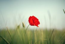 Caregiver: Legge sui caregiver, si può e si deve migliorare caregiver Ddl 1461 diritti