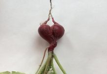 Infarti triplicati da inizio pandemia
